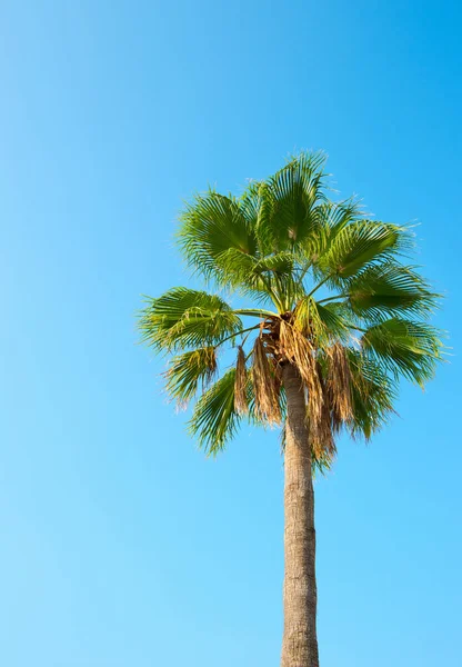 Palm Tegen Blauwe Lucht — Stockfoto