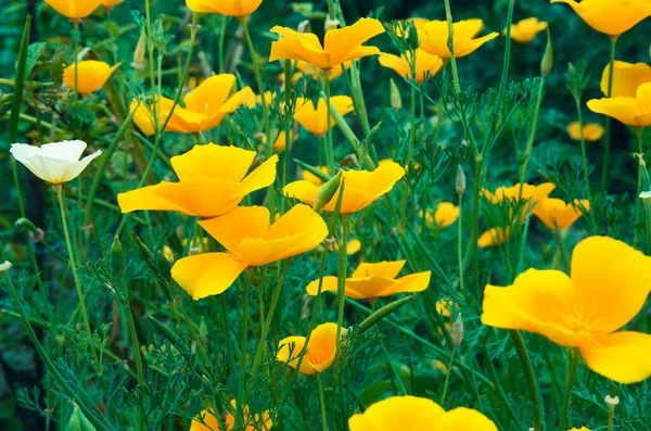 Fleurs Dans Jardin — Photo