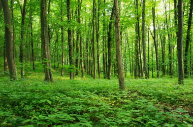 Yeşil ormanda güneş ışığı, bahar zamanı.