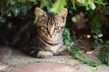 Sokaktaki gri kedi yavrusu