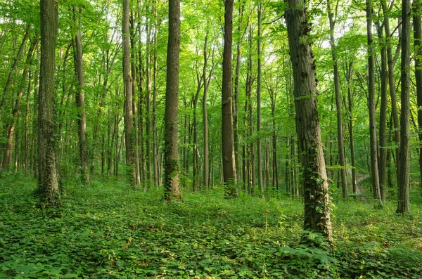 Luz Del Sol Bosque Verde Primavera — Foto de Stock