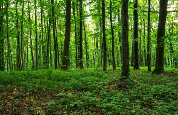 Sunlight in the green forest, spring time