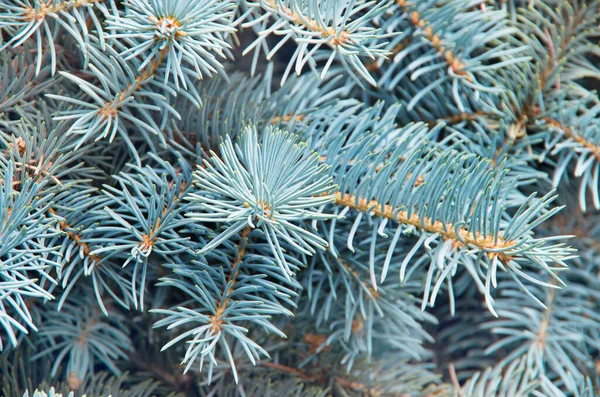 蓝色杉树的分枝 — 图库照片