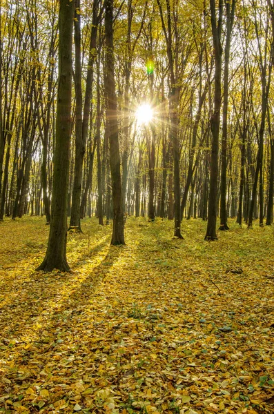Красивый Золотой Осенний Пейзаж — стоковое фото