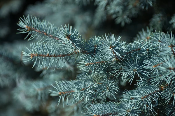Blue Spruce Branches Green Background — Stock Photo, Image