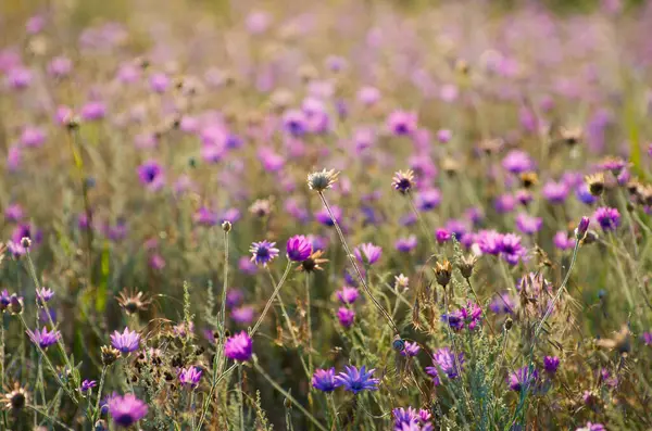 Věčné Immortelle Nebo Xeranthemum Annuum — Stock fotografie