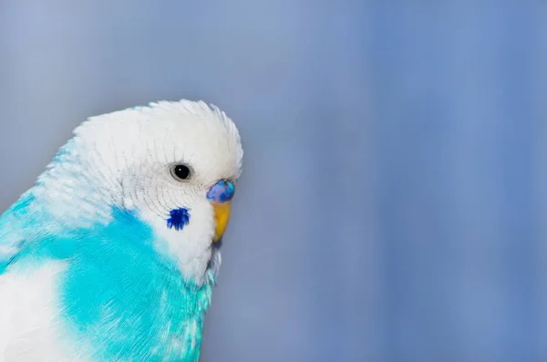 Periquito Macho Azul Pájaro Esponjoso Juguetón Animal Mascota Primer Plano —  Fotos de Stock