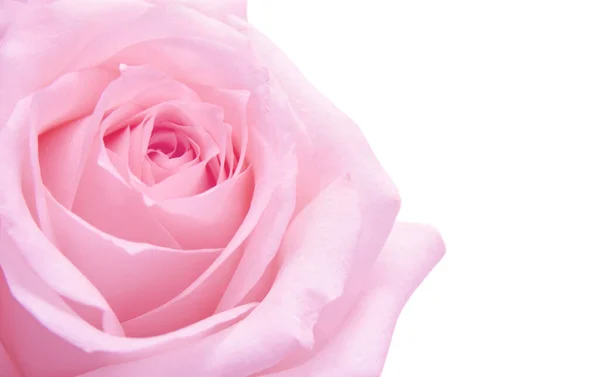 Розовый Розовый Макрос Фон — стоковое фото