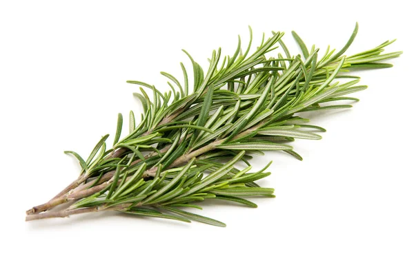 Rosemary Bound White Background — Stock Photo, Image