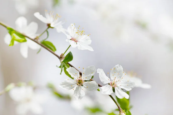 Biały Wiśnia Drzewo Kwiat Wiosną — Zdjęcie stockowe