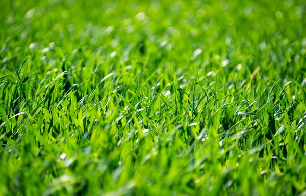 Green Grass Texture Field — Stock Photo, Image