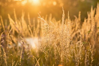 Gün batımında çimen tarlası
