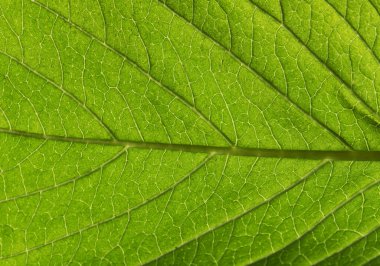 Yeşil yaprak arkaplan dokusunu kapat