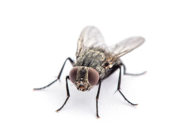 Mosca Aislada Sobre Blanco — Foto de Stock