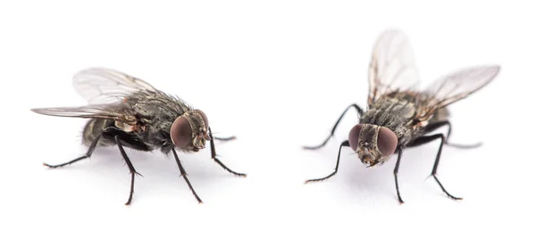 Mosca Aislada Sobre Blanco — Foto de Stock