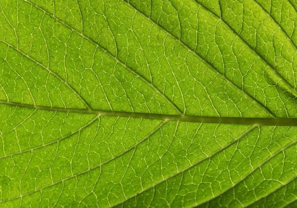 Yeşil yaprak arkaplan dokusunu kapat