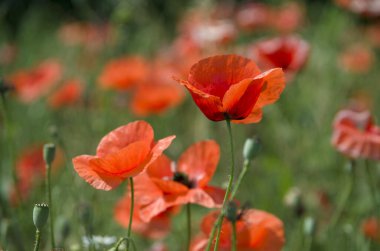 Kırmızı gelincikler tarlası