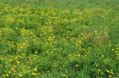 Çayırda karahindibalar.