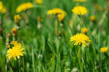 Çayırda karahindibalar.