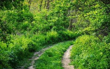 Baharın yeşil ormanında yol
