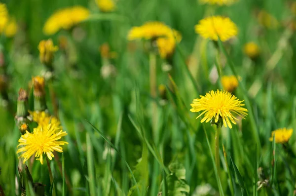 Çayırda karahindibalar.