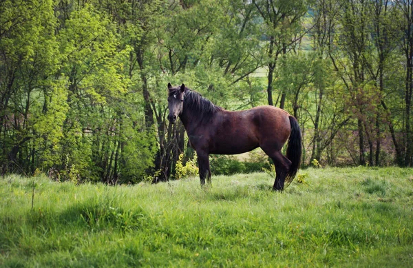 Horse Eating Green Grass — Stock Photo, Image