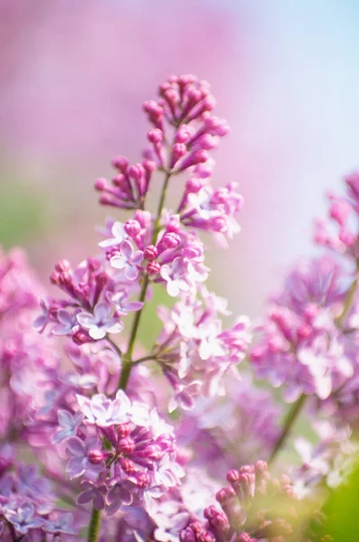 Flores Brotes Lila Con Enfoque Selectivo —  Fotos de Stock