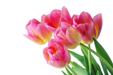 Beyaz arkaplanda pembe lale.