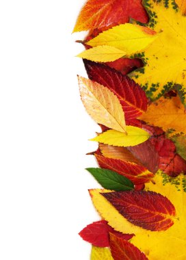Beyaz arkaplanda izole edilmiş renkli sonbahar yaprakları grubu