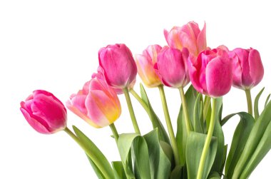 Beyaz arkaplanda pembe lale.