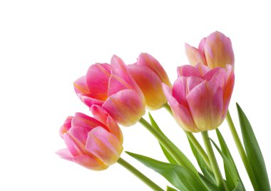 Beyaz arkaplanda pembe lale.