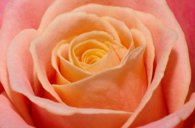 Bir şeftali gülünün makrosunu kapat