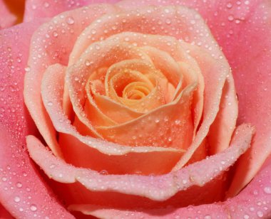 Pembe bir gülün makrosunu kapat.