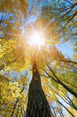 Sonbahar ormanı ağaçları