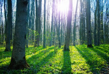 İlkbaharın başında yapraksız orman