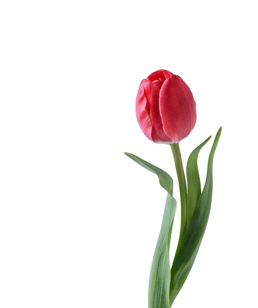 Flor Tulipa Vermelha Isolada Fundo Branco — Fotografia de Stock