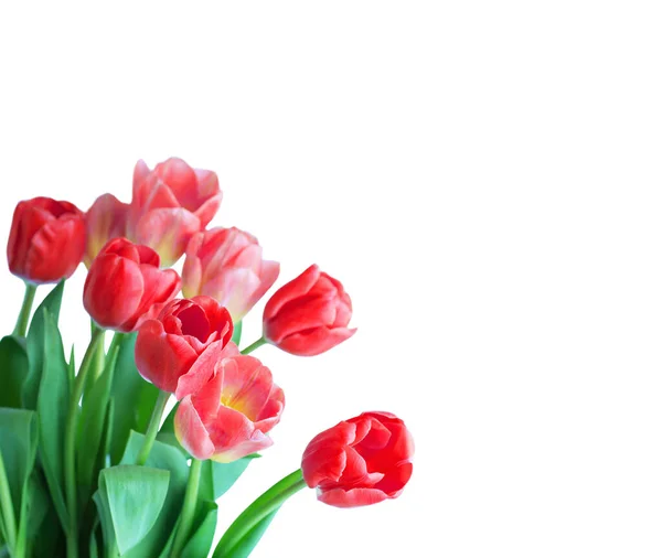 Rote Tulpe Auf Weißem Hintergrund — Stockfoto