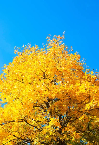 Folhas Outono Com Fundo Azul Céu — Fotografia de Stock