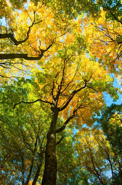 Outono Árvores Florestais Fundo — Fotografia de Stock