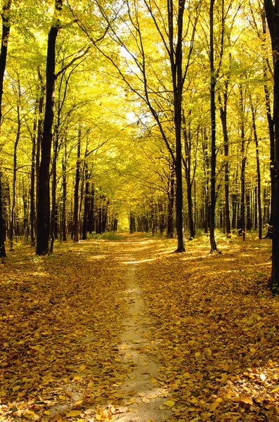 Μονοπάτι Μέσα Από Φθινόπωρο Δάσος — Φωτογραφία Αρχείου