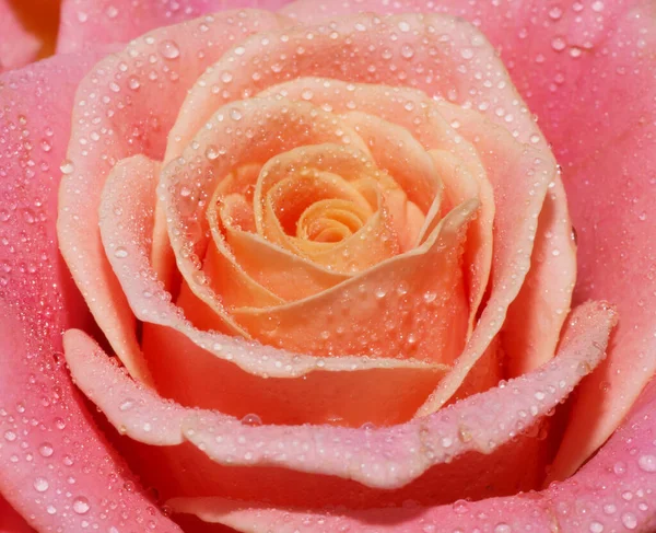 Pembe bir gülün makrosunu kapat.