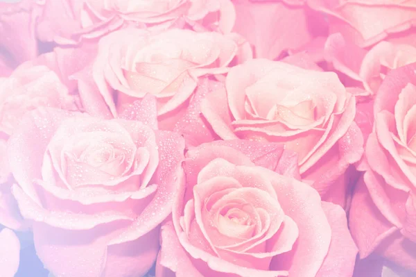 Pink Roses Background Retro Filter — Stock Photo, Image