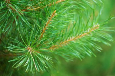 Çam arkaplan iğneleri