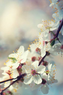 Mavi gökyüzüne karşı kiraz çiçekleri açar