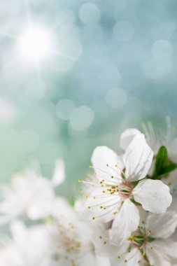 Baharda beyaz kiraz ağacı çiçeği