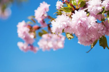 Sakura kiraz çiçeği baharda açar.