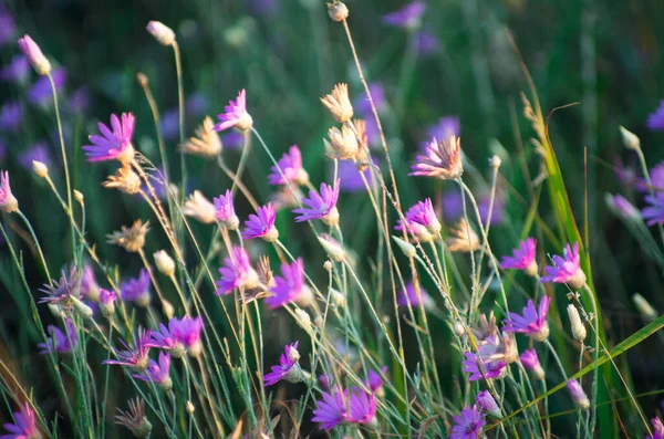 Everlasting Immortelle Xeranthemum Annuum — Photo