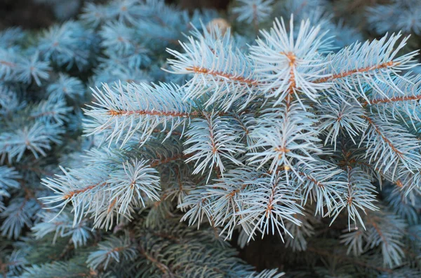 Zweige Der Blaufichte — Stockfoto