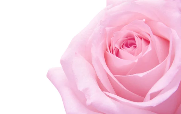 Розовый Макро Розы Белом Фоне — стоковое фото