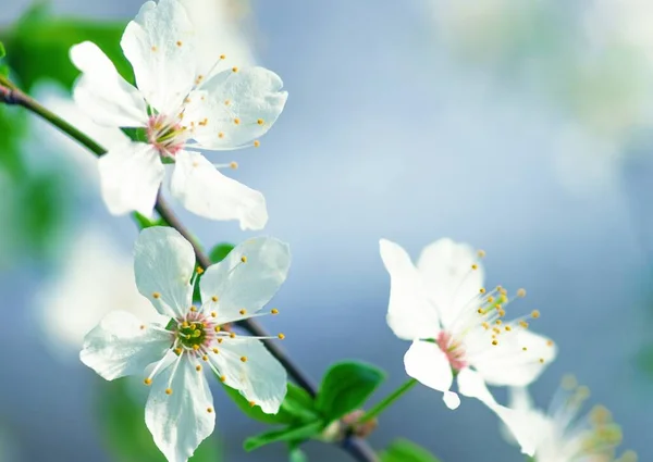 春の白い桜 — ストック写真